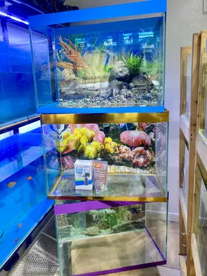 2ft Aquarium With Lively Fish Stunning Decor