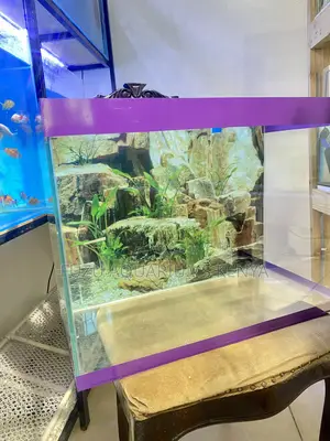 Elegant 2ft Fish Tank With Colorful Inhabitants