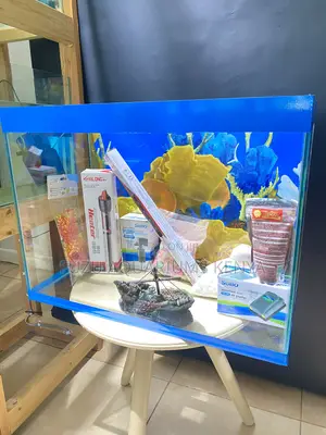 2ft Aquarium That Wows Every Time