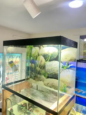 Fully Loaded Fish Tank That Pops