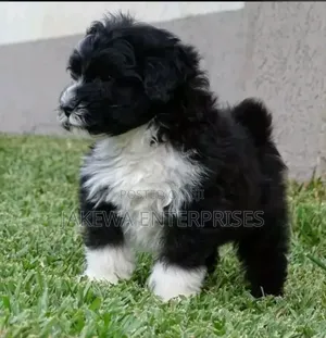 1-3 months Male Purebred Havanese