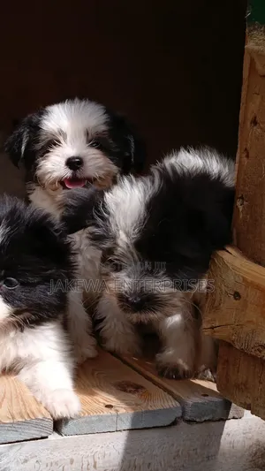 1-3 months Female Purebred Havanese