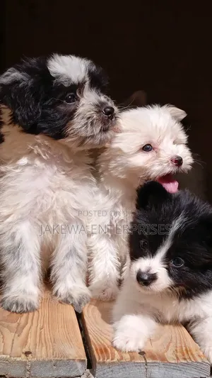 1-3 months Male Purebred Havanese