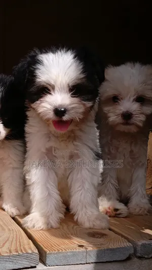 1-3 months Female Purebred Havanese