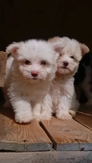 1-3 months Male Purebred Havanese