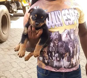 1-3 months Female Purebred Rottweiler