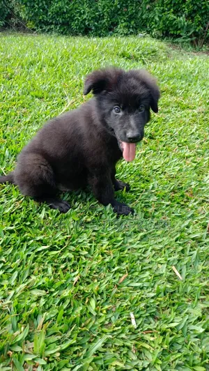 1-3 months Female Purebred Rottweiler