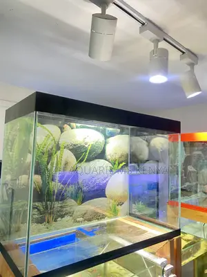 From Glass Box to Living Art Aquarium