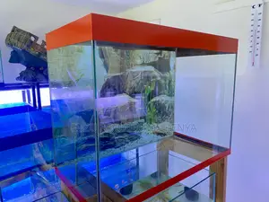 Your Peaceful Aquarium in 2ft