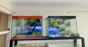 Peace in a Tank – Aquarium Starter Kit