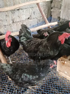 Fresh Fertile Black Australorp Eggs