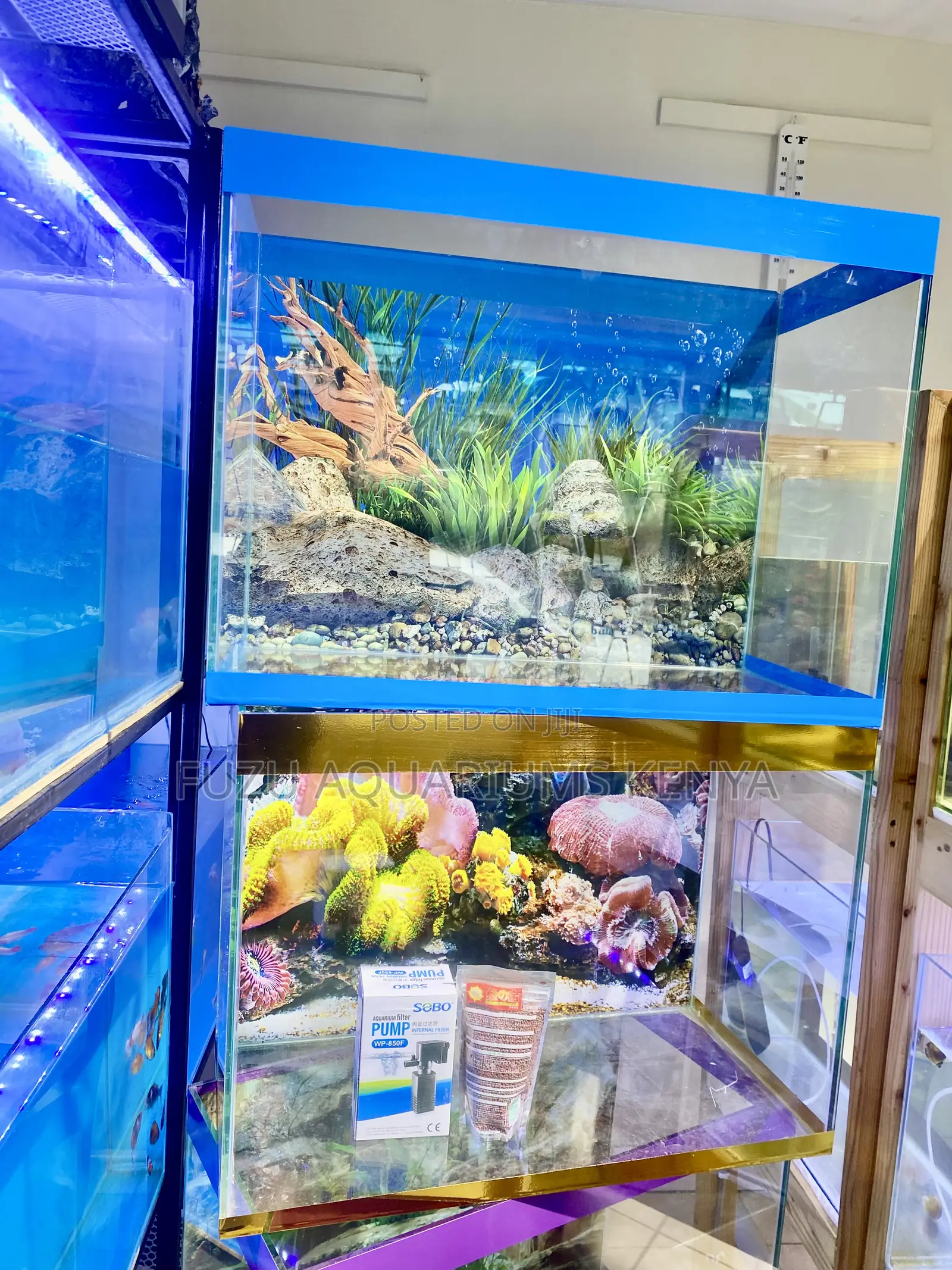 Heated, Lit, Filtered – Wide Varieties Aquariums
