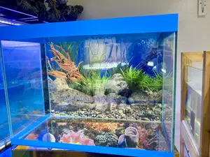 This Aquarium Setup Brings the Vibes