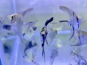 Stunning Freshwater Angelfish for Sale