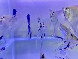 Healthy and Beautiful Angelfish Available