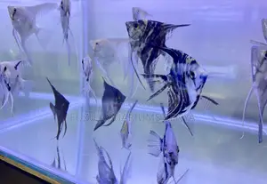 Angelfish Ready for Your Aquarium