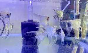 Vibrant Angelfish – Perfect Tank Mates