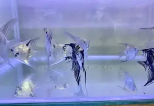 Graceful Angelfish – Peaceful Hardy