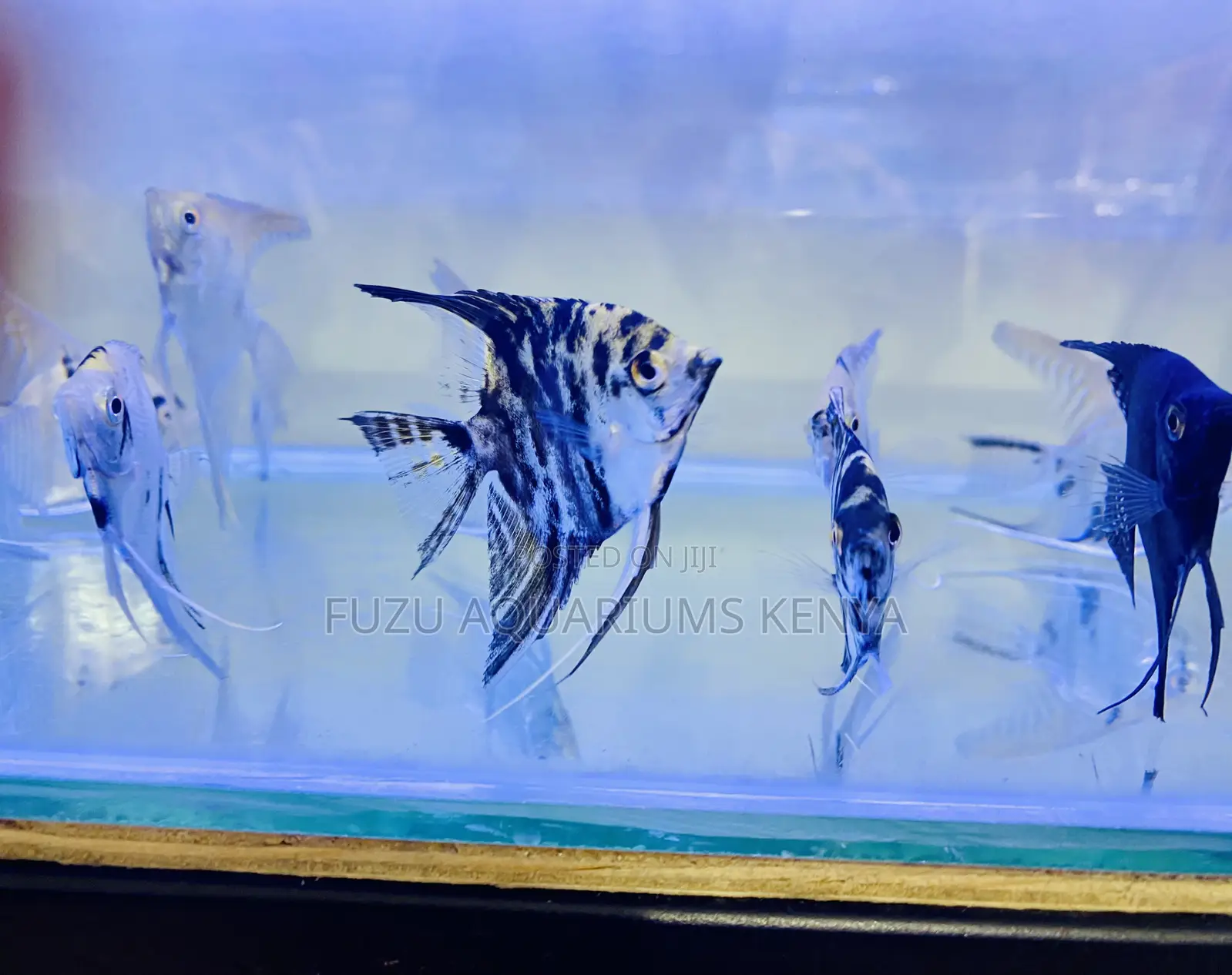 Rare Pattern Angelfish for Sale