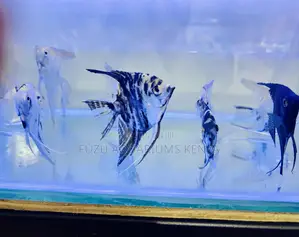 Rare Pattern Angelfish for Sale