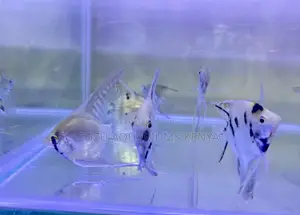 Long-Fin Angelfish – Captivating Motion