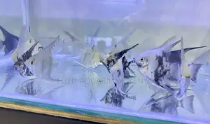 Tropical Angelfish – Add Life to Your Tank