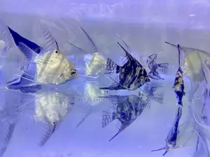 Aquarium Angelfish – Easy to Maintain