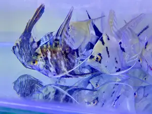 Beautiful Striped Angelfish Available