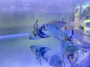 Best Deal on Angelfish Today