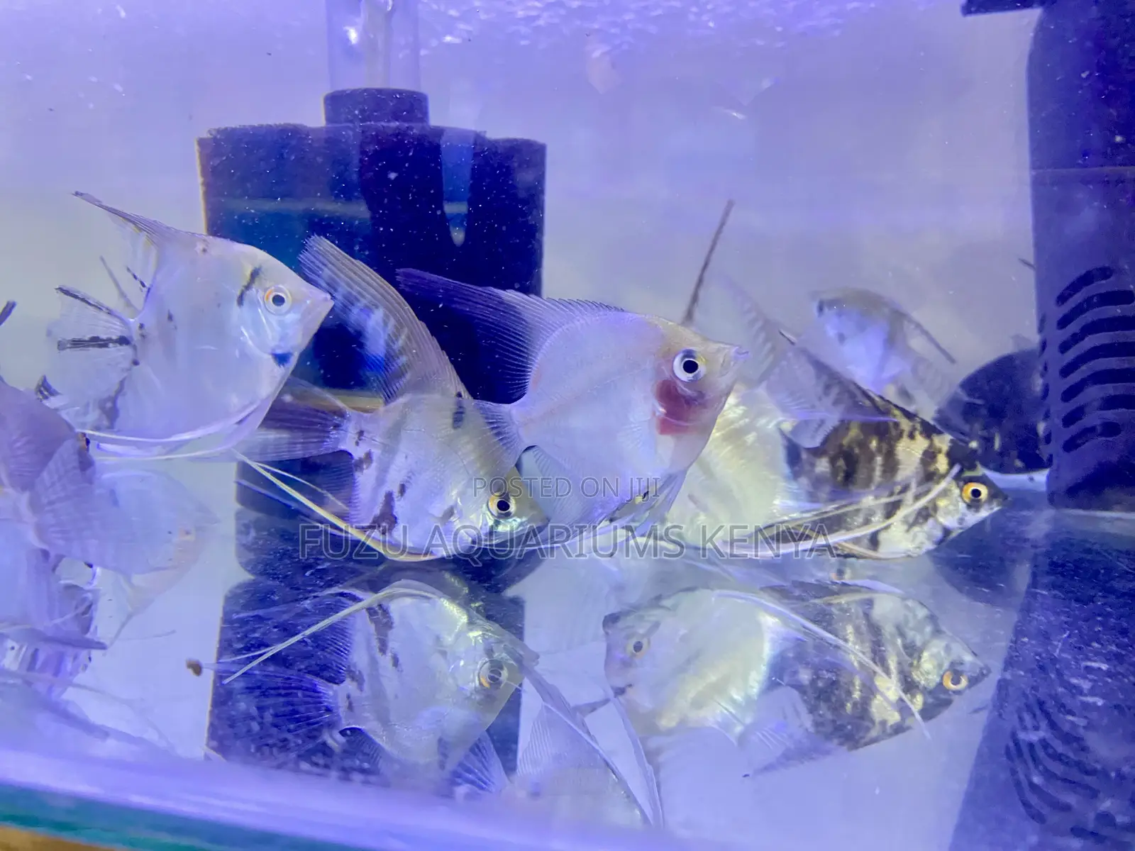 Serene Angelfish – Peaceful Presence