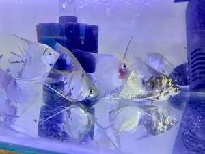 Serene Angelfish – Peaceful Presence
