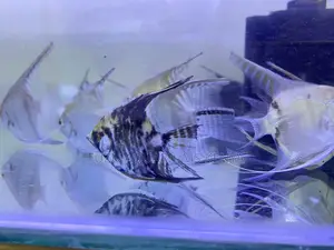 Healthy Angelfish Available