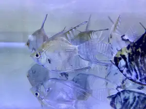 Add Elegance to Your Tank With Angelfish