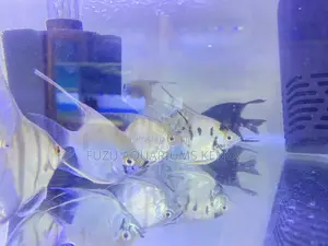 Angelfish Lovers’ Dream – Top Quality