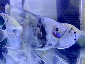 Beautiful Fins, Peaceful Nature – Angelfish
