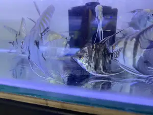 Long-Lived and Hardy Angelfish