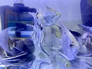 Aquatic Angels – Angelfish