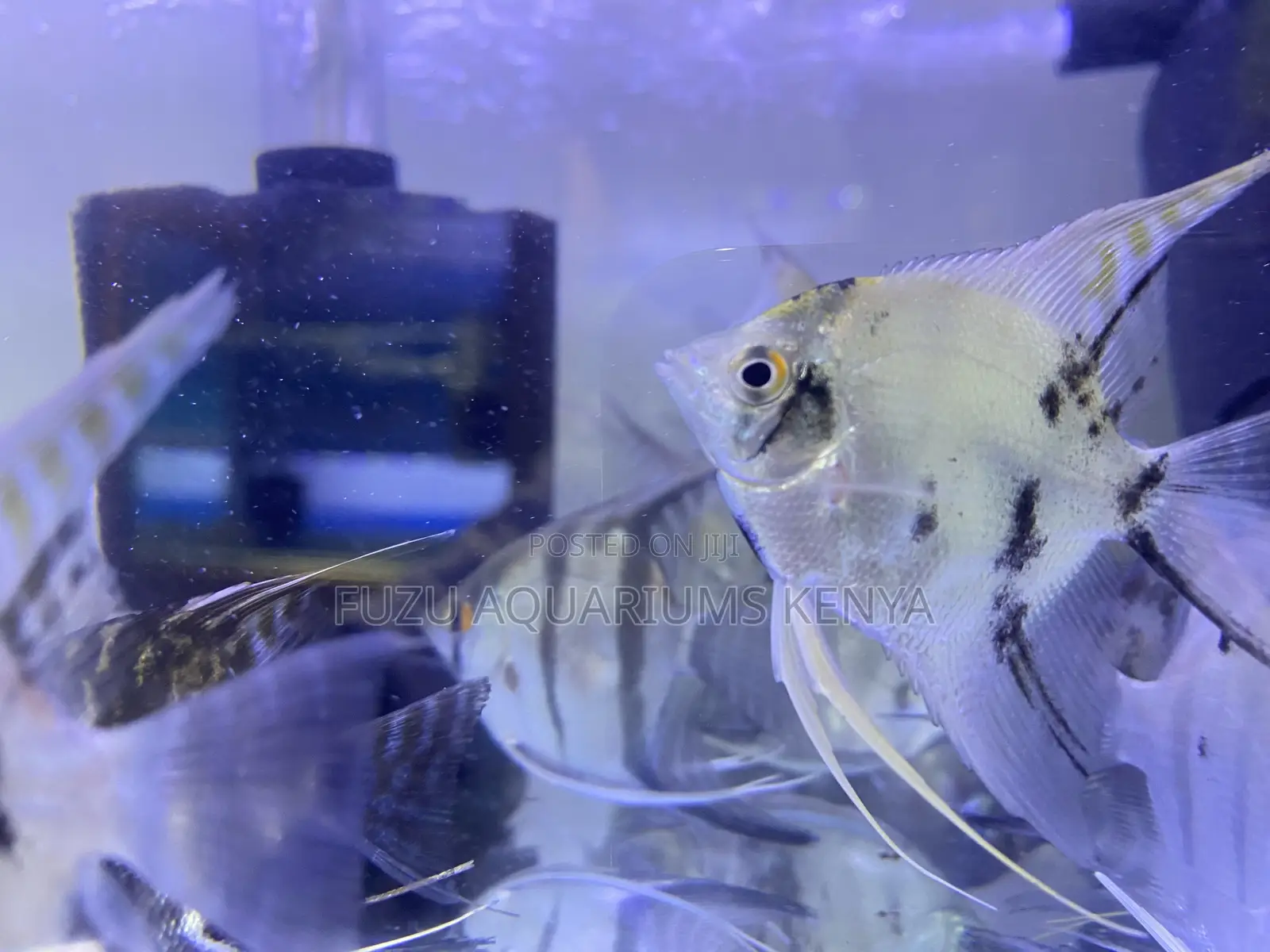 Enhance Your Tank With Stunning Angelfish