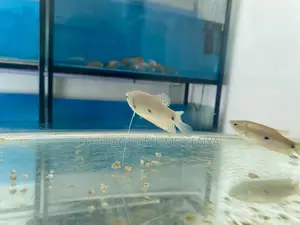 Add Sparkle to Your Aquarium With Blue 3-Spot Gourami