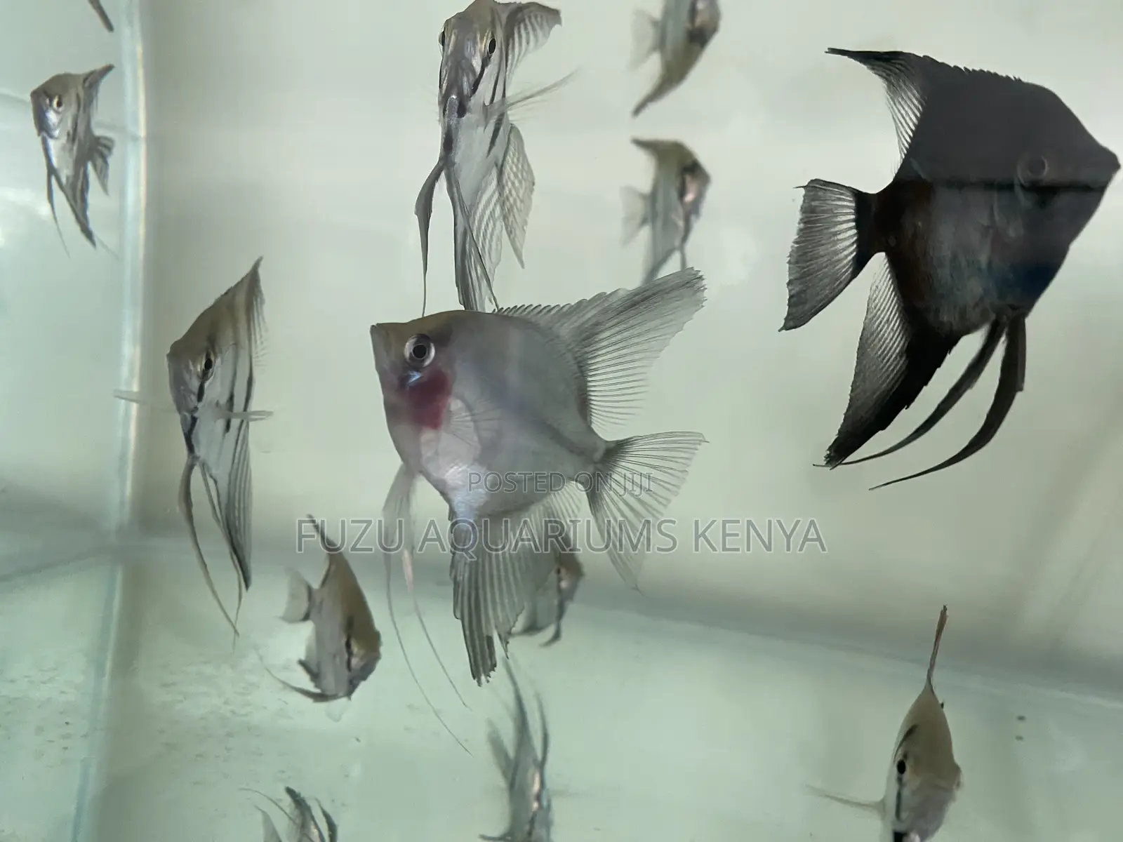 Top-Quality Angelfish – Healthy Active