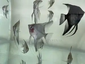 Top-Quality Angelfish – Healthy Active