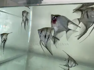 Tropical Angels – Great for All Tanks(Angelfish)