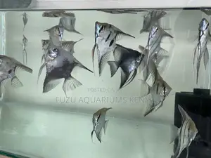Graceful Affordable Angelfish
