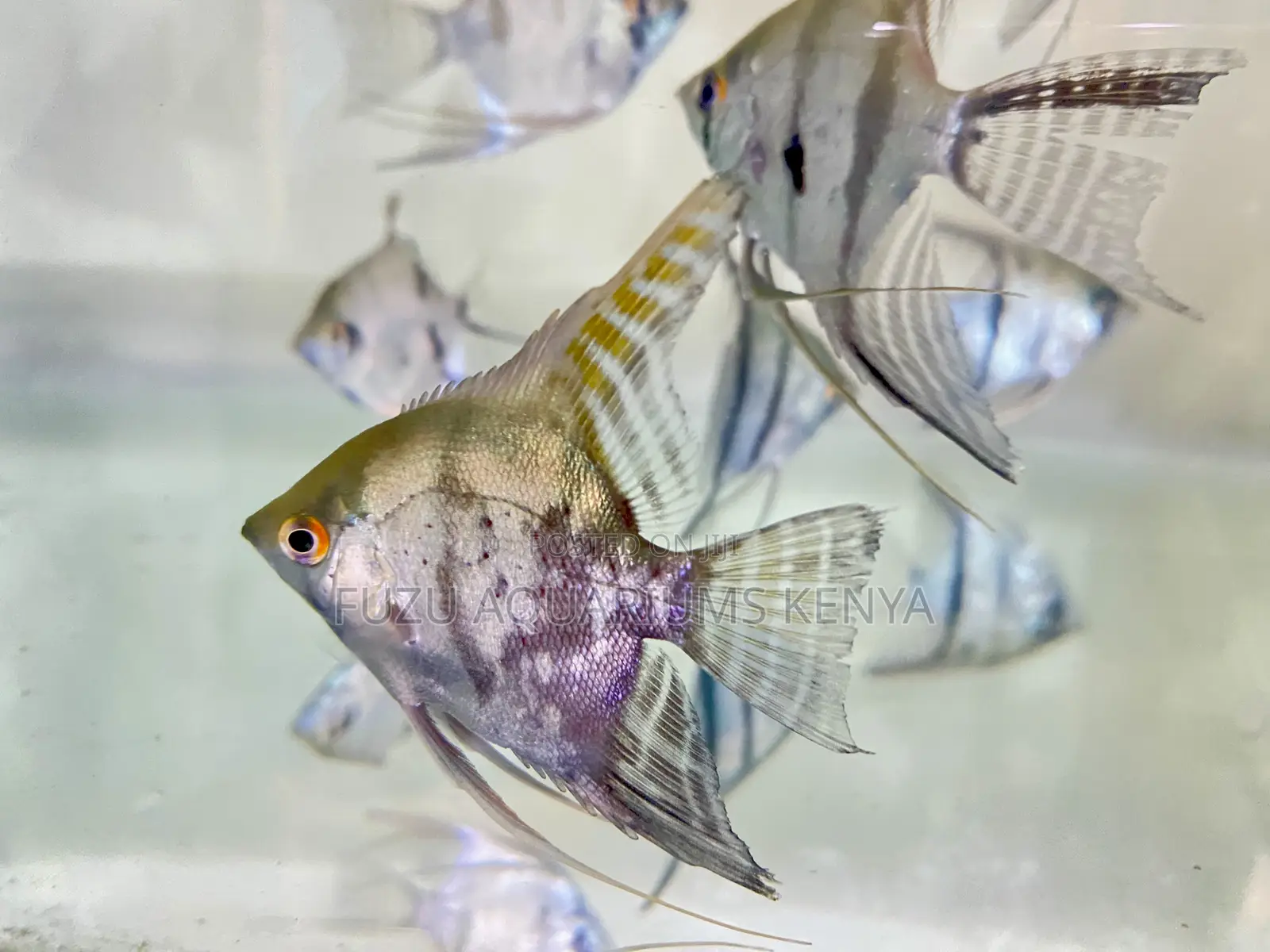 Unique Pattern Silver Angelfish