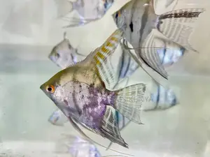 Unique Pattern Silver Angelfish
