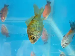 Rare Goldfish Varieties – Grab Yours Before They’Re Gone!