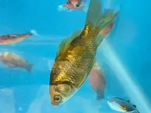 Healthy, Active Goldfish – Ideal for Beginners Pros