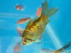 Your Dream Aquarium Starts With These Goldfish