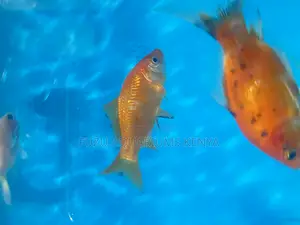 Golden Glow for Your Tank – Buy Goldfish Now