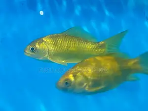 Top-Quality Goldfish – Healthy and Tank-Ready